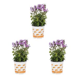 2 Qt. Phlox Paniculata Sweet Summer Fantasy Purple Bicolor Perennial Plant (3-Pack)