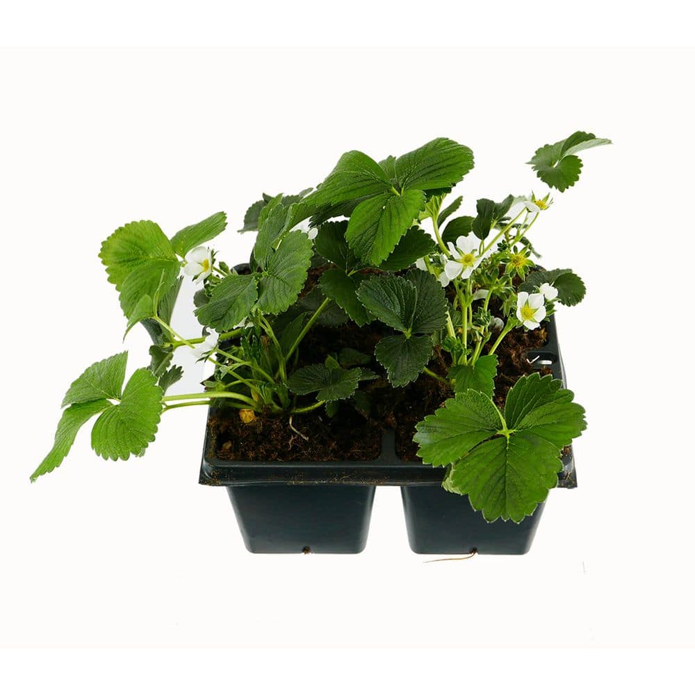 Annual Fragaria Bubble Berry (4-Pack)