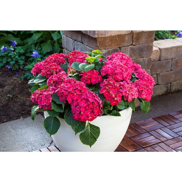 Unbranded. 2.5 QT Hydrangea macrophylla 'Hi Fire Red' Perennial