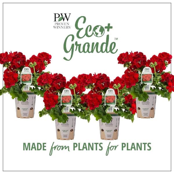 PROVEN WINNERS 4.25 in. Eco+Grande Boldly Dark Red Geranium (Pelargonium) Live Plant, Red Flowers (4-Pack)