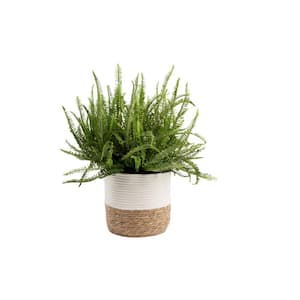 Kimberly Queen Fern Indoor Plant in 9.25 in. Decor Weave Pot, Average Shipping Height 1-2 ft. Tall