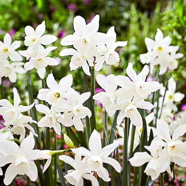 Garden State Bulb 14/16 cm, Thalia Daffodil Flower Bulbs (Bag of 50)