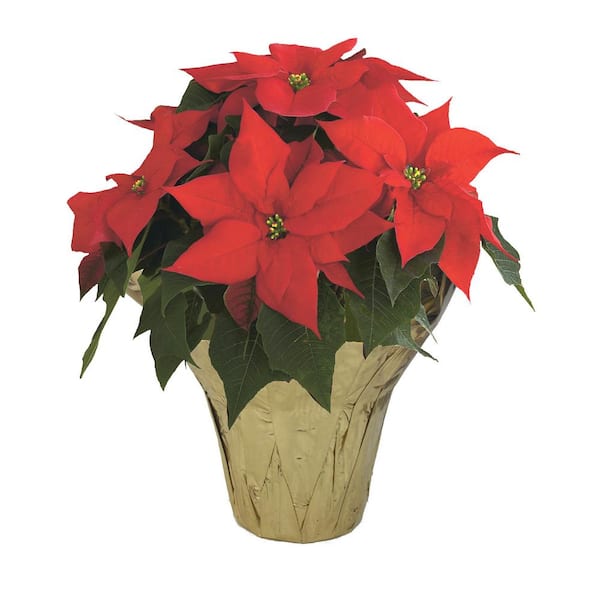 6.5 in. Holiday Poinsettia in Pot Cover POIN6.5PC The Home Depot