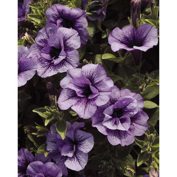 PROVEN WINNERS 4.25 in. Grande, Supertunia Priscilla (Petunia), Live Plant, Purple Flowers (4-Pack)