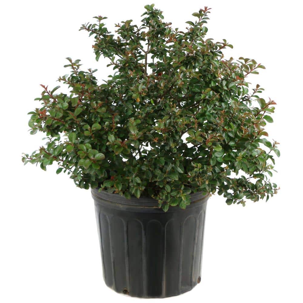 Miami Pink Flowering Deciduous Crepe Myrtle Shrub, 3 Gallon