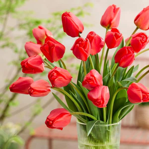 VAN ZYVERDEN Tulips Apeldoorn (Set of 12) Bulbs 88031 - The Home Depot