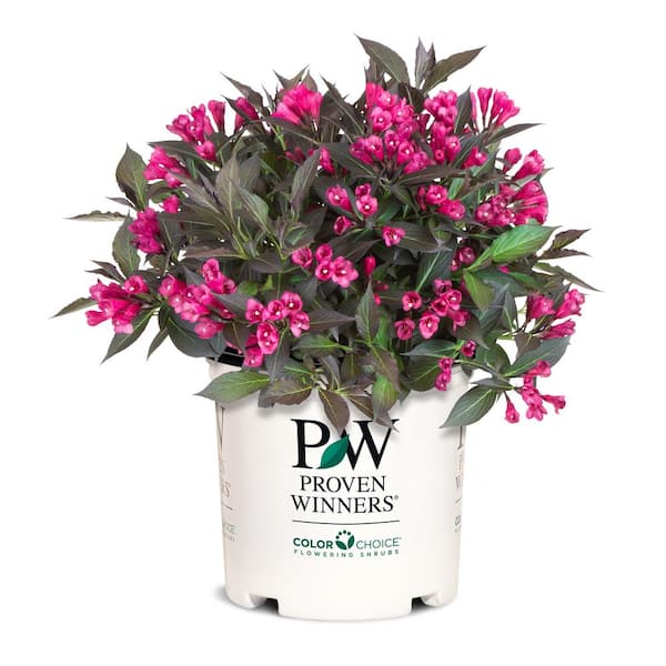 2 Gal. Spilled Wine Weigela (Florida) Live Shrub, Deep Purple Foliage and Bright Pink Blooms