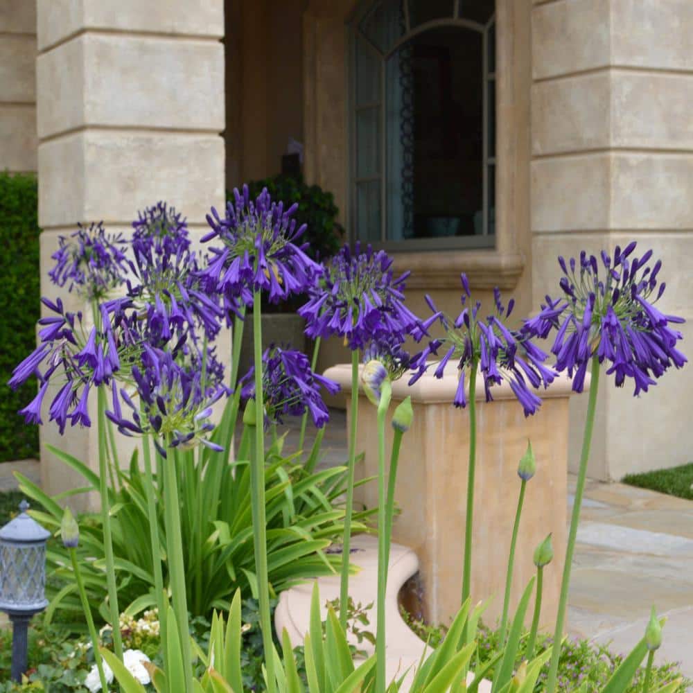 Agapanthus Plant with Purple Flowers in 7" Planter