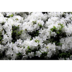 1 Gal. Delaware Valley White Azalea Live Flowering Evergreen Shrub, White Flowers