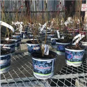 2.5 Qt. Vaccinium Fruit Bearing Blueberry Plant