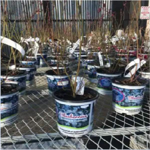 Unbranded 2.5 Qt. Vaccinium Fruit Bearing Blueberry Plant
