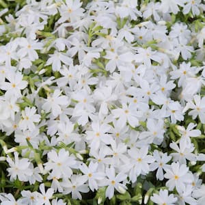 2.50 Qt. Pot, Snowflake Creeping Phlox, Flowering Groundcover Potted Perennial Plant (1-Pack)