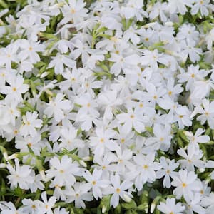 3 in. Pot, Snowflake Creeping Phlox White Flowering Groundcover Perennial Plant (1-Pack)