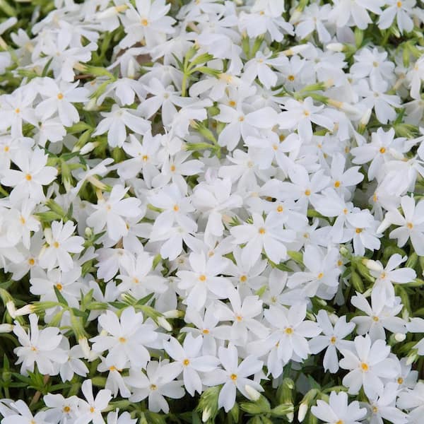 Gurney's 3 in. Pot, Snowflake Creeping Phlox White Flowering Groundcover Perennial Plant (1-Pack)