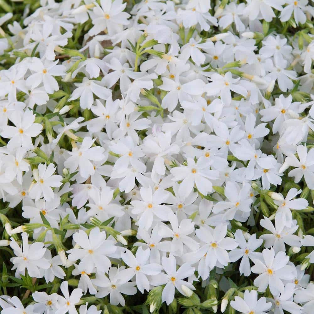 3 in. Pot, Snowflake White Flowering Creeping Phlox, Live Potted Groundcover Perennial Plant (1-Pack) price history on PriceWatchPro