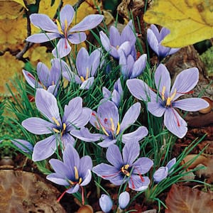 Saffron Fall Blooming Crocus Bulb Mixture (10-Pack)