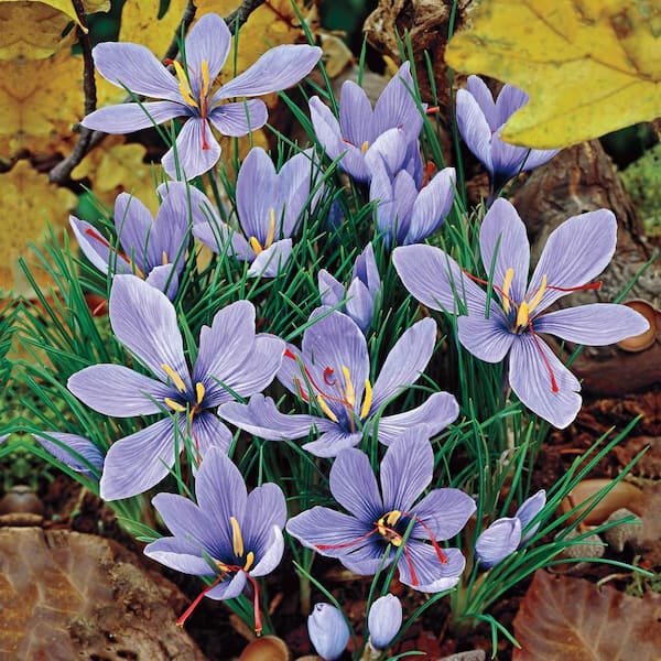 Van Bourgondien Saffron Fall Blooming Crocus Bulb Mixture (25-Pack)