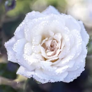 3 Gal. White Drift Rose Bush with White Flowers