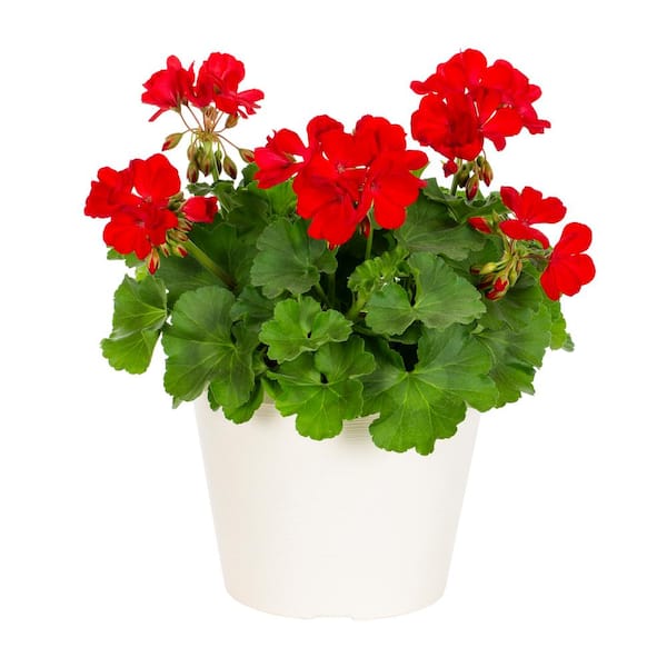 METROLINA GREENHOUSES 1 Gal. Geranium Red in Decorative Planter Annual ...