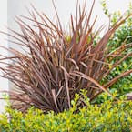 5 Gal. Amazing Red New Zealand Flax Grass (2-Pack)