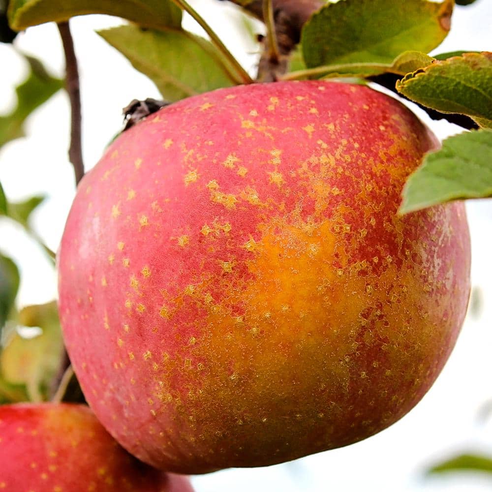 Rainier Organic Fuji apple Review