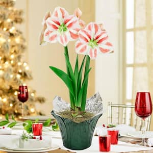 Clown Stripe Red and White Flowering Amaryllis Bulb Holiday Gift Kit, Planted in a Foil Wrapped 6 in. Pot