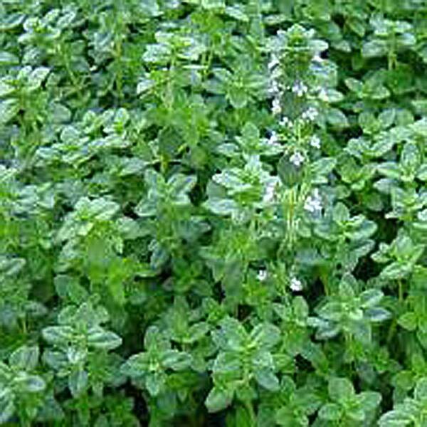 OnlinePlantCenter 3.5 in. English Thyme Culinary Herb Plant