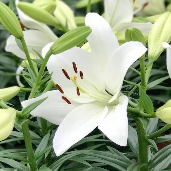 Lily national PLANT NETWORK Lilies Summer Snow LA Hybrid Lilies