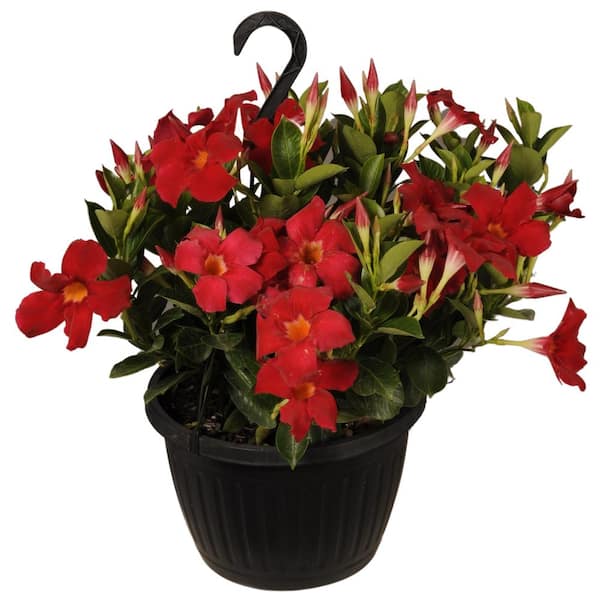 United Nursery Premium 10 In Hanging Basket In To 22 In Tall Mandevilla Red Blooming Flower Live Outdoor Plant The Home Depot