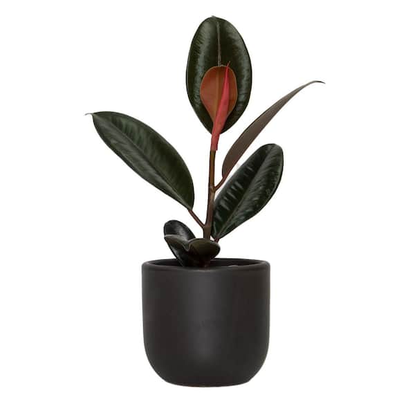national PLANT NETWORK 5 in. Black Bowl Planter with a 4 in. Ficus Burgundy Plant (1-Piece)