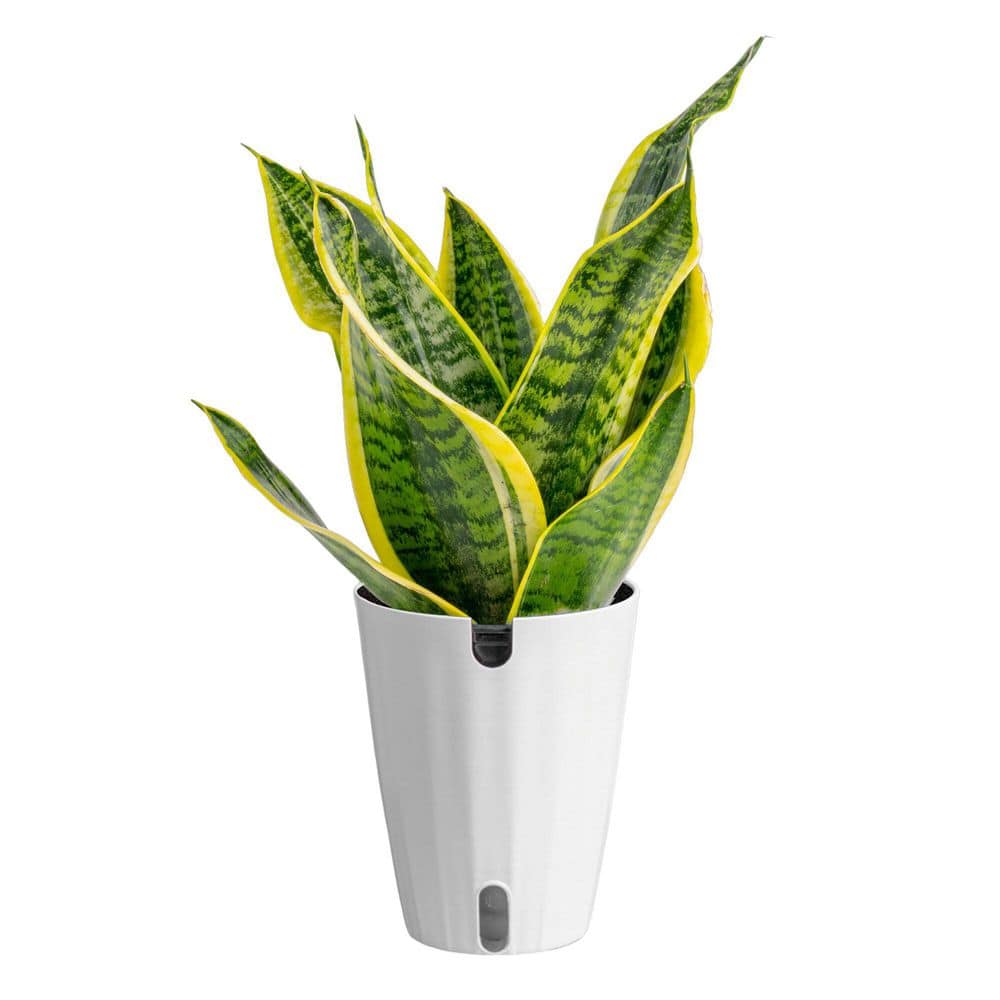 Costa Farms Grower's Choice Sansevieria Indoor Snake Plant in 6 in