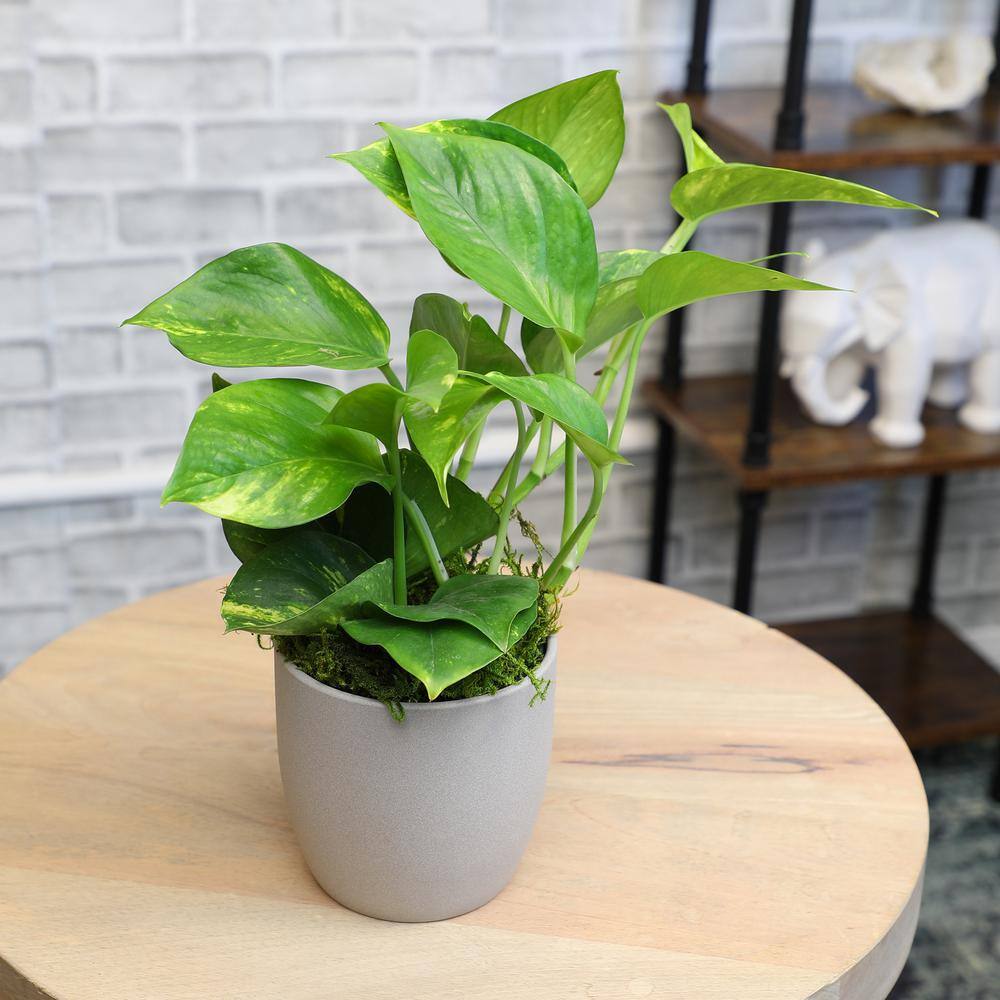 Golden Pothos in Brown Ceramic Planter, 4.25-Inch
