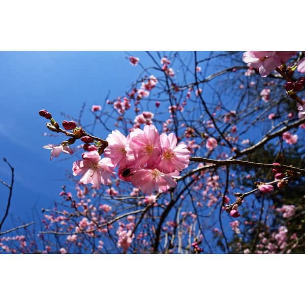 スキー板 blossom FLERE SL PLUS 166cm