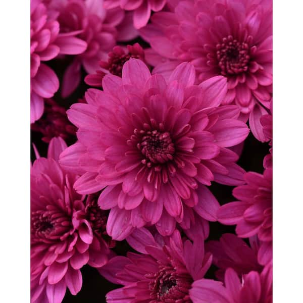 Encore Azalea 3 Qt Chrysanthemum Mum Plant With Purple Flowers 6102 The Home Depot