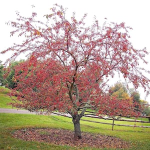 1 Gal. Centurion Crabapple Tree with Pink Blossoms