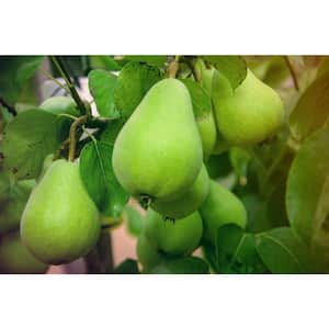 Online Orchards 3 ft. Red Delicious Apple Tree with Deep Ruby Red Fruit Best for Fresh Eating