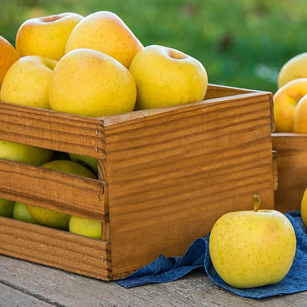 11 Types of Yellow Apple and Their Uses - Crate and Basket