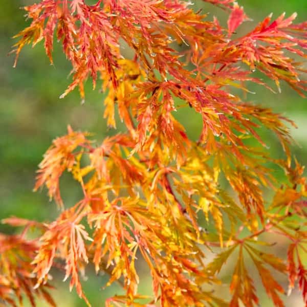 DIRECT GARDENING 3 Gal. Pot, Orangeola Japanese Maple Ornamental Tree (1-Pack)