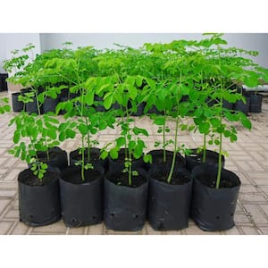 Moringa Tree-Live Tree in a 3 gal. Pot-Moringa Oleifera-Native Tree Beautiful Lush Green Foliage Shrub