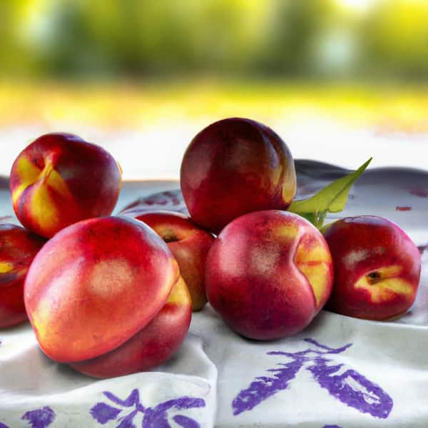Semi Dwarf Hardired Nectarine Tree - 3 ft.