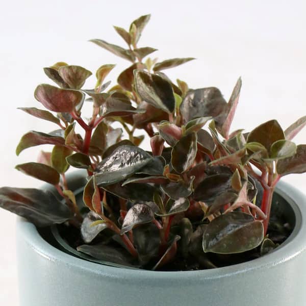 national PLANT NETWORK 4 in. Peperomia Metallica Plant in Grower