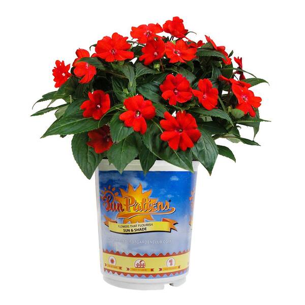 SunPatiens Red Impatiens Outdoor Annual Plant with Red Flowers in Printed 2.5 qt. Grower Pot