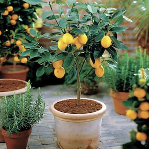 Meyer Lemon Tree-Live Plant in a 1 Gal. Pot-Florida Only-Cannot Ship Out of Florida