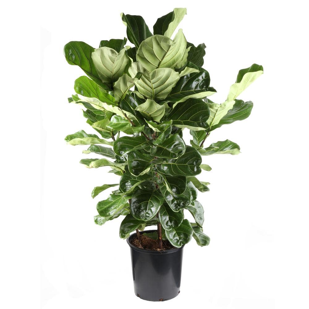 Costa Farms 14 in. Ficus Lyrata Bush Plant in Pot FL14 The Home Depot