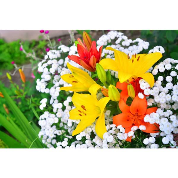 Lily.@最短6/16❁⃘待ち5様　20セット専用ページです 6-Pack Asiatic Lily Perennial Plant with Assorted Colored Flowers