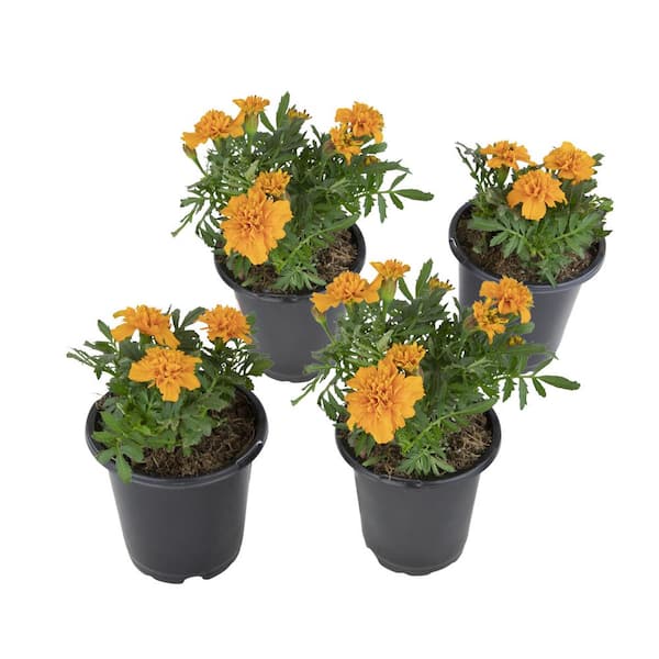 ALTMAN PLANTS French Orange Marigold Flowers Garden Annual Outdoor Plants in 4 in. Grower Pots (4-Pack )