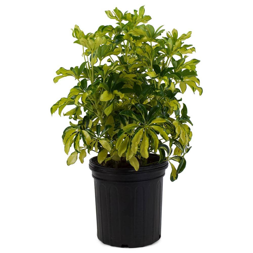 1.9 Gal. Schefflera Trinette Plant in 9.25 In. Grower's Pot price history on PriceWatchPro