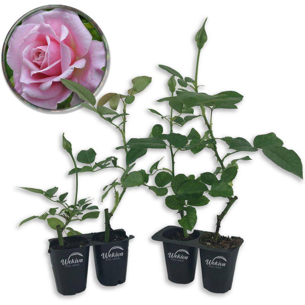My 'Belinda's Dream' Rose Isn't Happy - Red Dirt Ramblings