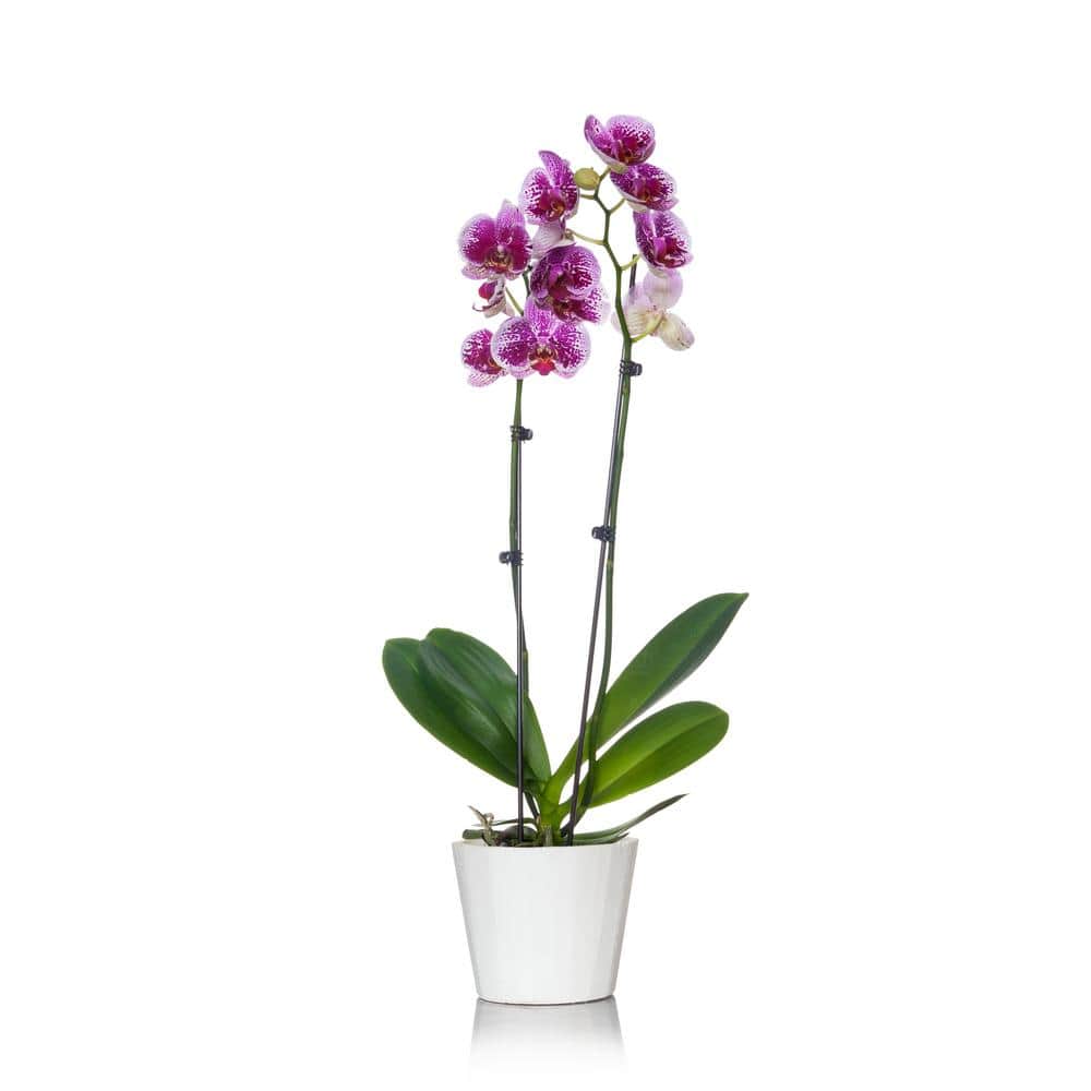just add ice white with purple spots 5 in. orchid plant in wood pot  (2-stems) 270781 - the home depot