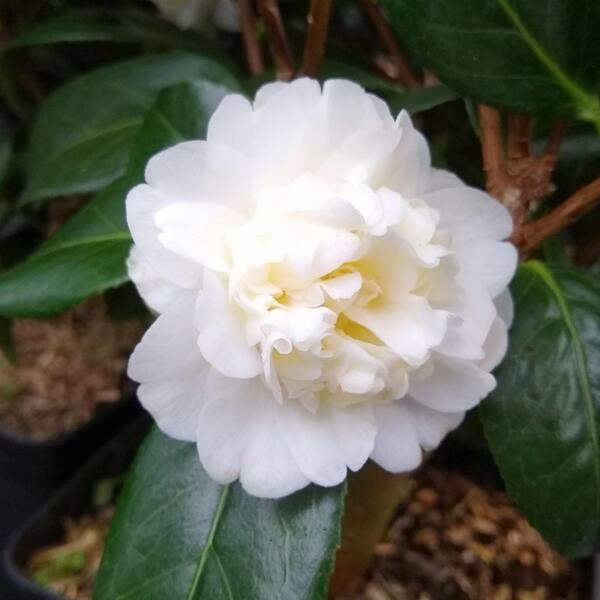 national PLANT NETWORK 1 gal. Camellia Sasanqua Snow Flurry Shrub
